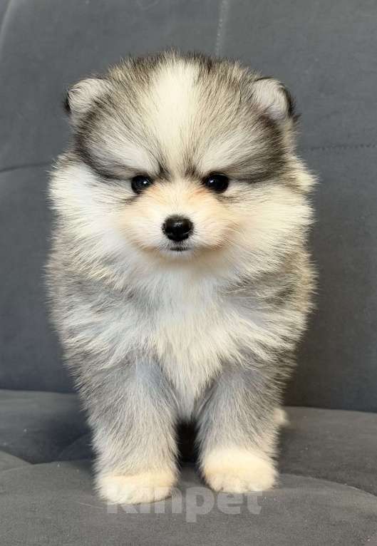 Собаки в Санкт-Петербурге: Девочка помски Девочка, 100 000 руб. - фото 3