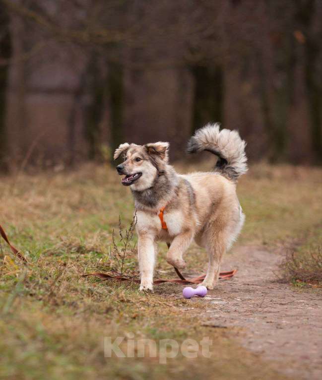 Собаки в Москве: Милашка Буся ждëт тебя.  Девочка, Бесплатно - фото 6