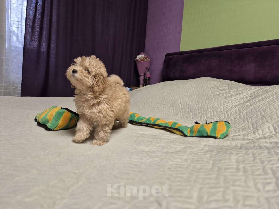 Собаки в Москве: Девочка рыжая той пудель Девочка, 70 000 руб. - фото 1