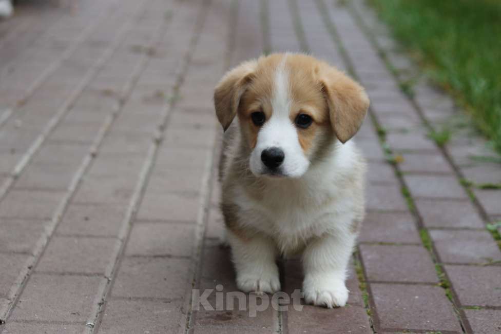 Собаки в Москве: Вельш Корги Пембрк Мальчик, 50 000 руб. - фото 5