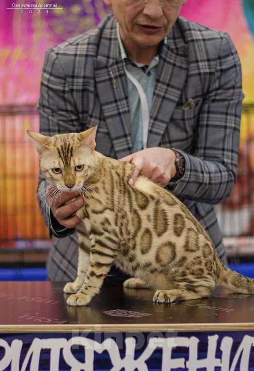 Кошки в Самаре: Бенгальский кот  Мальчик, 50 000 руб. - фото 2