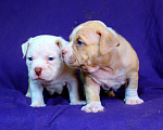 Собаки в Архангельске: Американский булл. Наши малыши. Разнополые, 80 000 руб. - фото 8