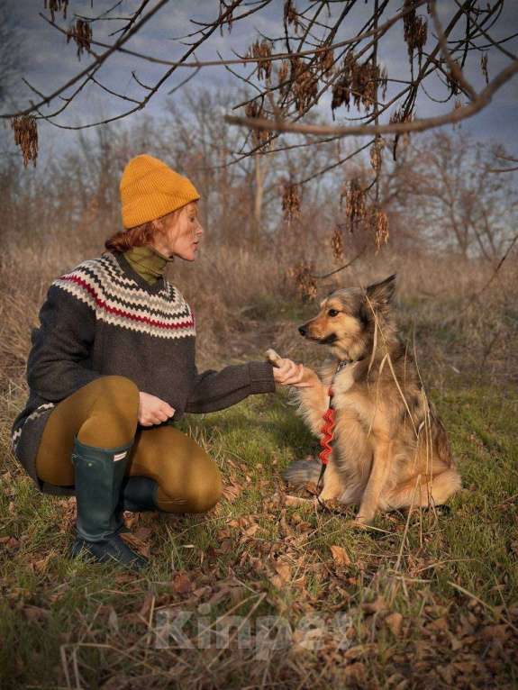 Собаки в Краснодаре: Спокойная собака ищет своего человека  Девочка, Бесплатно - фото 7