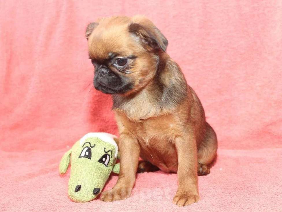 Собаки в Санкт-Петербурге: Маленькая прелесть Девочка, 80 000 руб. - фото 6