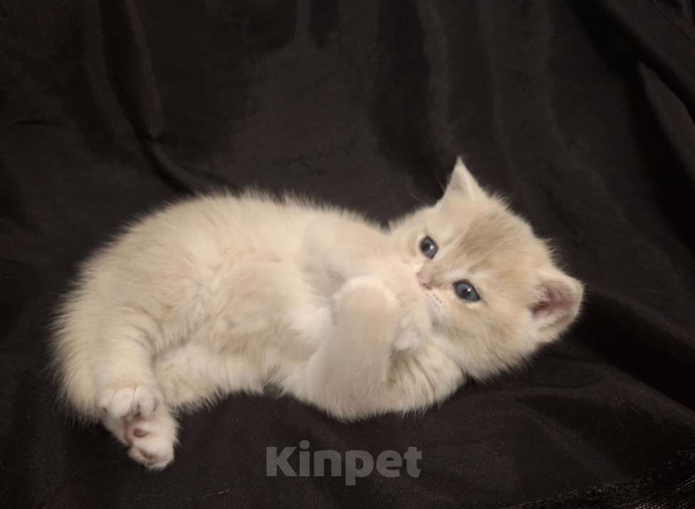 Кошки в Москве: Шотландский прямоухий мальчик голубая золотая шиншилла Мальчик, 30 000 руб. - фото 4