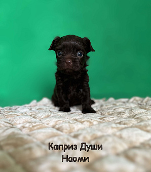 Девочка темный шоколад Наоми
