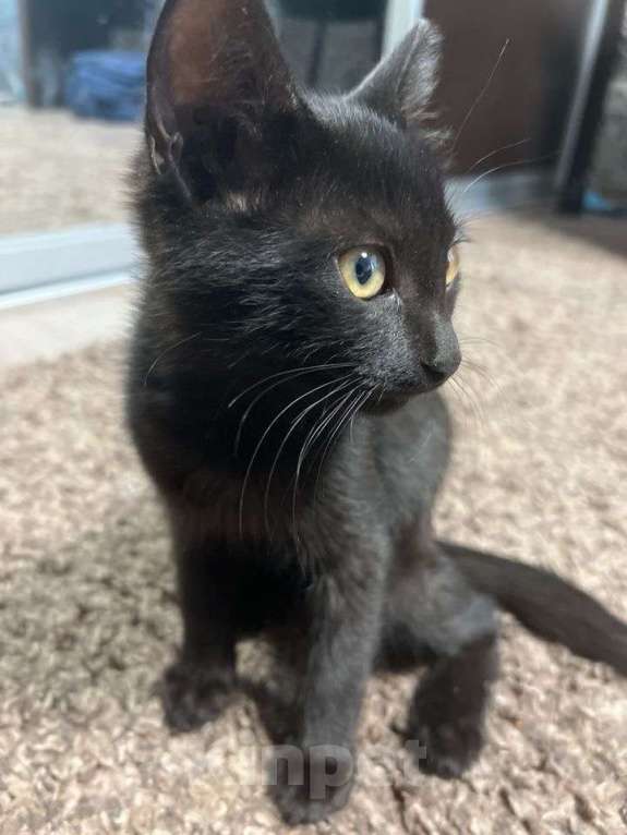 Кошки в Ставрополе: Отдам котят в добрые руки Девочка, Бесплатно - фото 4