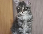 Кошки в Одинцово: Котята Мейн-куны Мальчик, 30 000 руб. - фото 2