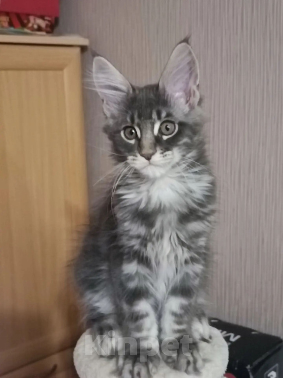 Кошки в Одинцово: Котята Мейн-куны Мальчик, 30 000 руб. - фото 2