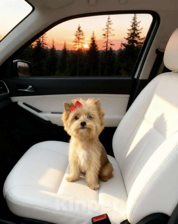 Собаки в Москве: Мини йорк девочка голубоглазая рыжая Девочка, 95 000 руб. - фото 1