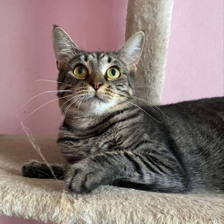 Кошки в Москве: По кошечке Алиске ни одного звоночка 💔 Девочка, Бесплатно - фото 5