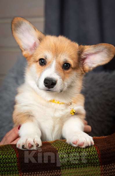 Собаки в Москве: Предлагаю  щенка корги Мальчик, 60 000 руб. - фото 2