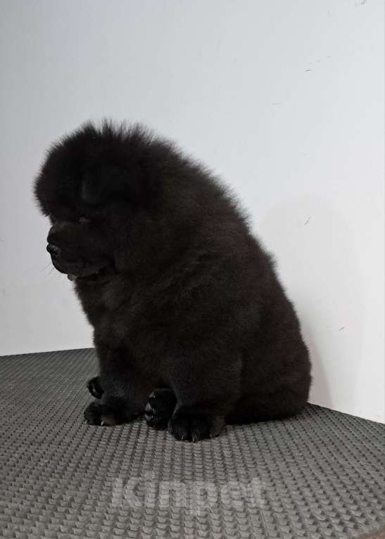 Собаки в Екатеринбурге: Щенок чау чау мальчик Мальчик, 60 000 руб. - фото 3