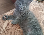 Кошки в Майкопе: Котенок в добрые руки Девочка, 10 руб. - фото 1