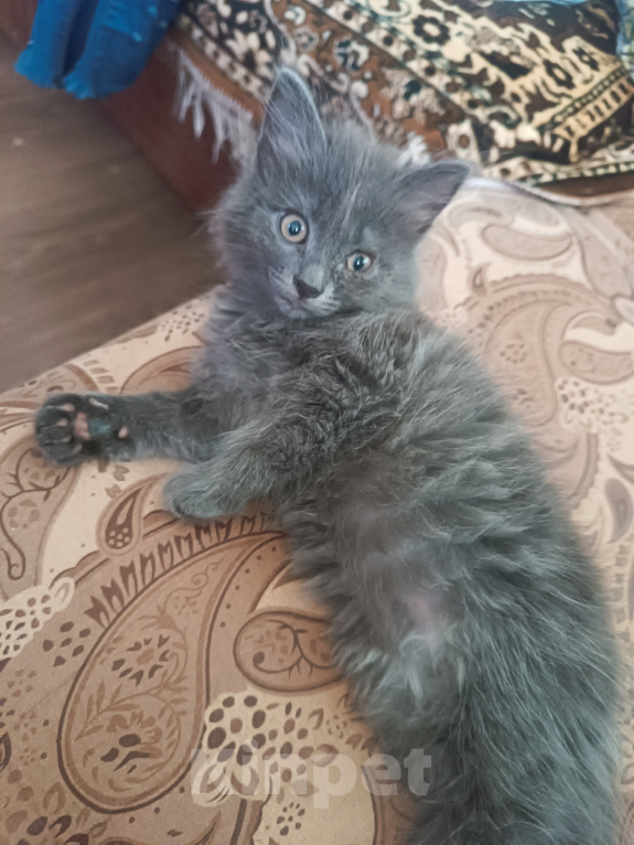 Кошки в Майкопе: Котенок в добрые руки Девочка, 10 руб. - фото 1