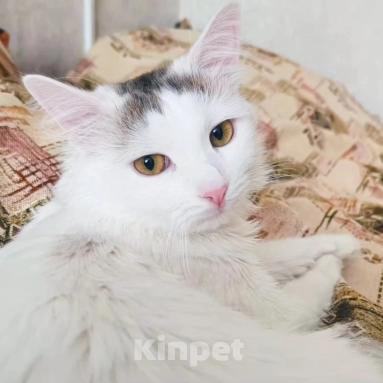 Кошки в Москве: Ласковый пушистый котик в добрые руки Мальчик, Бесплатно - фото 4