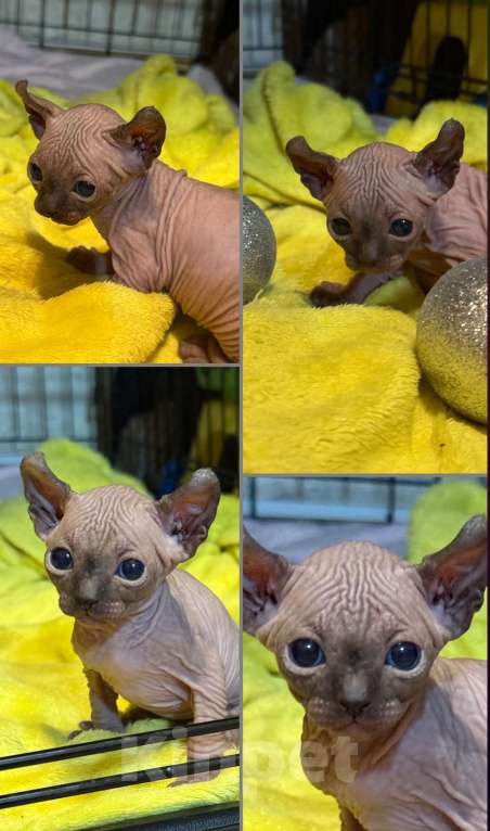 Кошки в других городах Волгоградской области: Маленькое солнышко  Мальчик, 50 000 руб. - фото 4