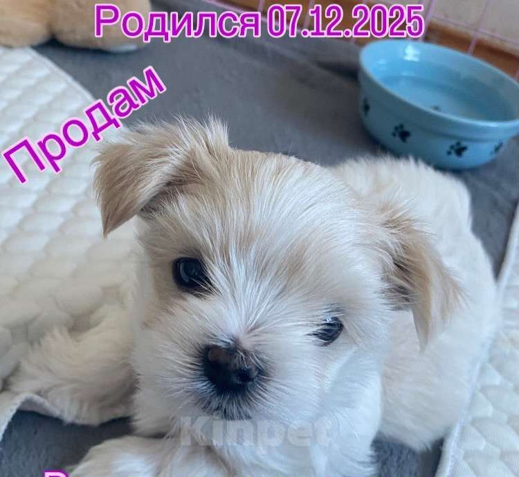 Собаки в Невинномысске: На продажу щенок Голддаст йоркширский терьер Мальчик, 85 000 руб. - фото 2