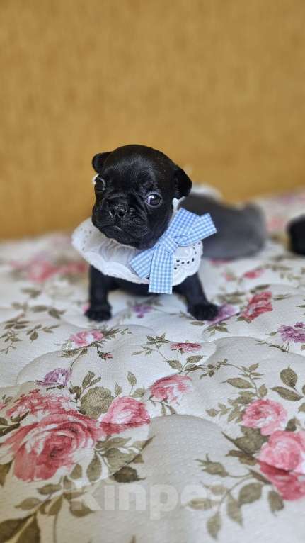 Собаки в Москве: Французский бульдог чёрный окрас мальчик Мальчик, 50 000 руб. - фото 9
