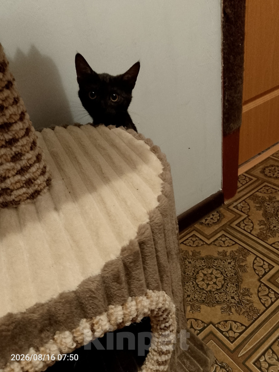Кошки в Москве: Котенок в добрые руки Девочка, Бесплатно - фото 2