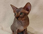 Кошки в Москве: Топовая девочка канадского сфинкса Девочка, 45 000 руб. - фото 2