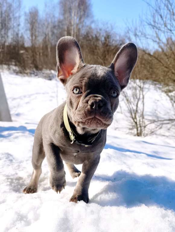 Собаки в других городах Московской области: Лиловый щенок Мальчик, 95 000 руб. - фото 1