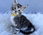 Кошки в Кудрово: Котенок мейн-кун, мальчик , шейдед линия Мальчик, Бесплатно - фото 1