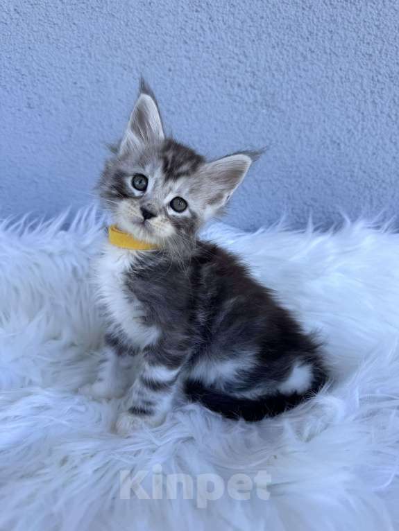 Кошки в Кудрово: Котенок мейн-кун, мальчик , шейдед линия Мальчик, Бесплатно - фото 1
