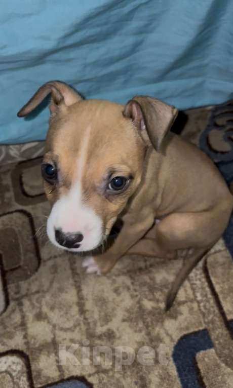 Собаки в Челябинске: Американский стаффордширский терьер щенок Мальчик, 9 000 руб. - фото 1