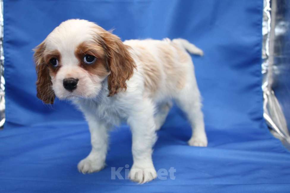 Собаки в Москве: Щенок кавалер кинг чарльз спаниель Мальчик, 40 000 руб. - фото 4