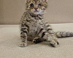 Кошки в Уфе: котёнок в добрые руки Мальчик, 100 руб. - фото 4