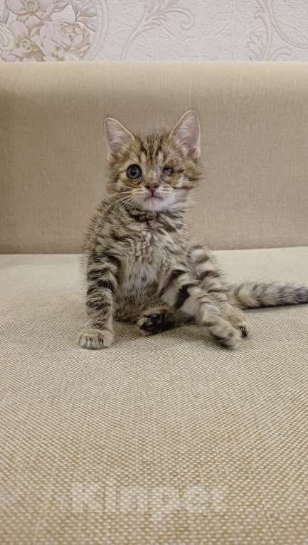 Кошки в Уфе: котёнок в добрые руки Мальчик, 100 руб. - фото 4