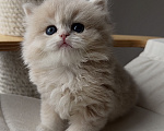 Кошки в Калининграде: Британская золотая шиншилла. Котята Мальчик, 60 000 руб. - фото 1