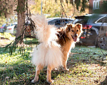 Собаки в Москве: Молодой красавец Рекс ищет чуткого, понимающего хозяина.  Мальчик, Бесплатно - фото 4