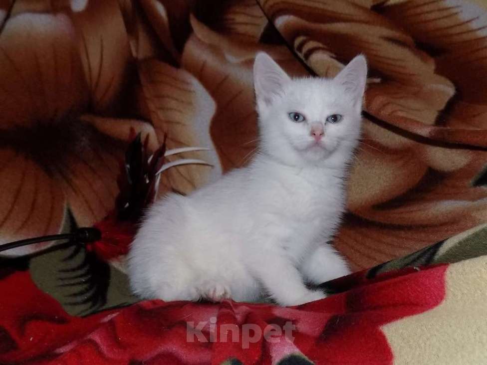 Кошки в Москве: Котята анатолийские девочки Девочка, 8 000 руб. - фото 7