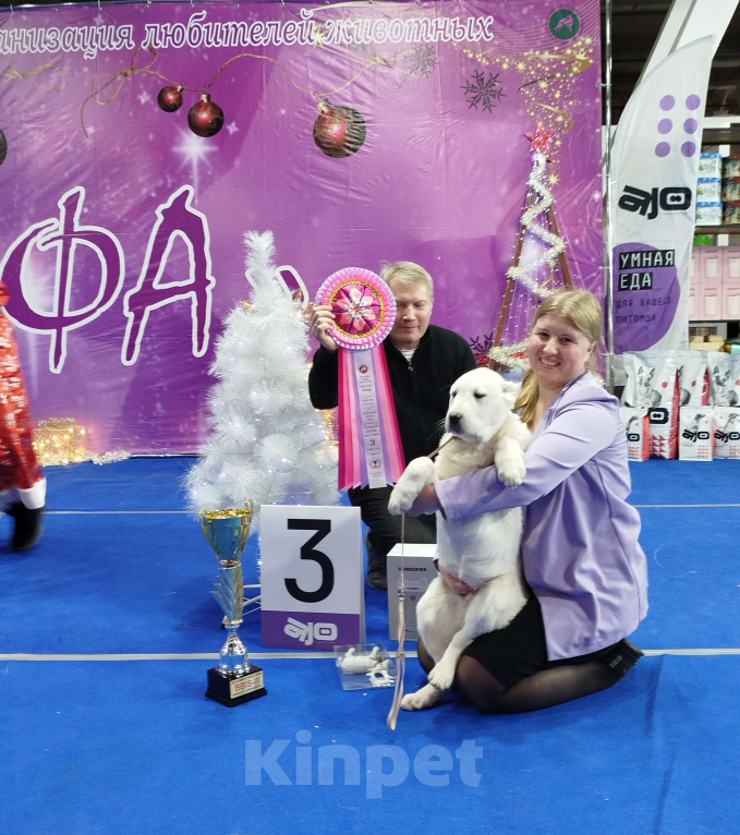 Собаки в Москве: Питомник САО предлагает к приобретению  Девочка, 60 000 руб. - фото 3