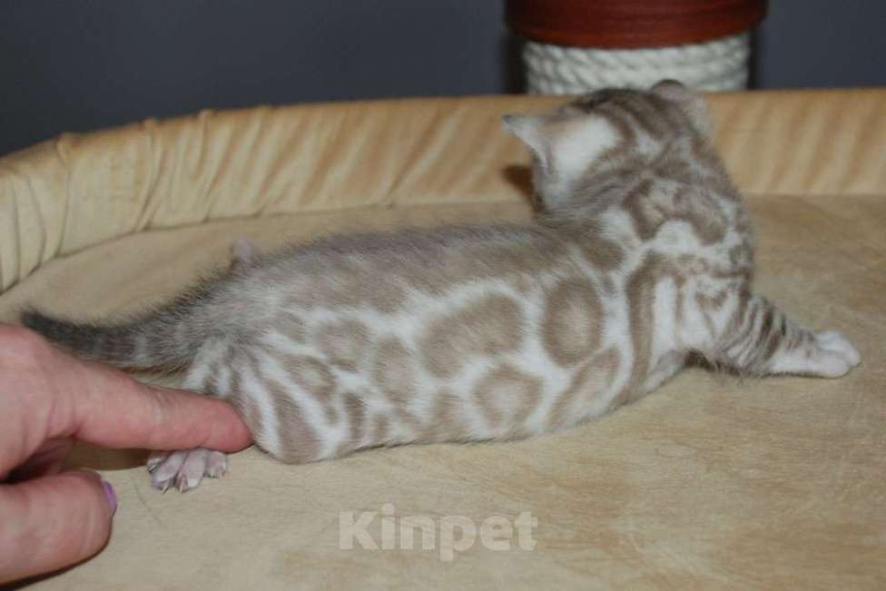 Кошки в Москве: Бенгальские котята. Девочка, 70 000 руб. - фото 3