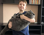 Кошки в Видном: Вязка шотландский вислоухий кот, 2 000 руб. - фото 7