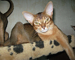 Кошки в Чебоксарах: Абиссинский котенок - котик дикого окраса!, 35 000 руб. - фото 4