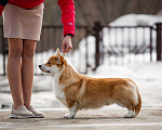 Собаки в Кинели: Готов к вязке молодой кобель., 30 000 руб. - фото 1