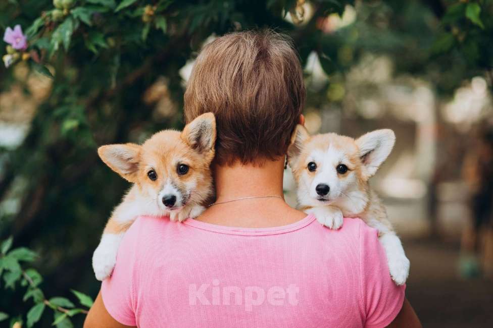 Собаки в Севастополе: Щенки корги элитные Девочка, 50 000 руб. - фото 1