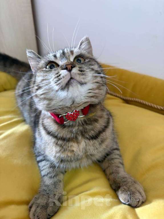 Кошки в Москве: Красотка Клео, очень красивый котёнок! Девочка, Бесплатно - фото 1