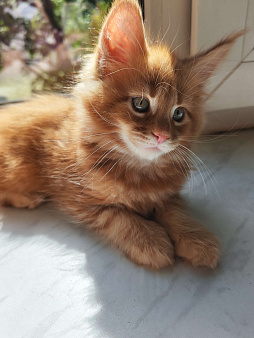 Котёнок Мейн Кун