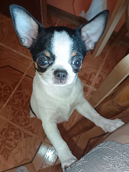 Чихуахуа девочка к/ш, щенок