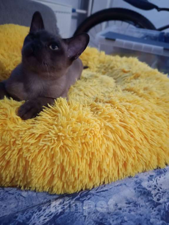 Кошки в Ростове-на-Дону: Малыш европейской Бурмы  Мальчик, 50 000 руб. - фото 5