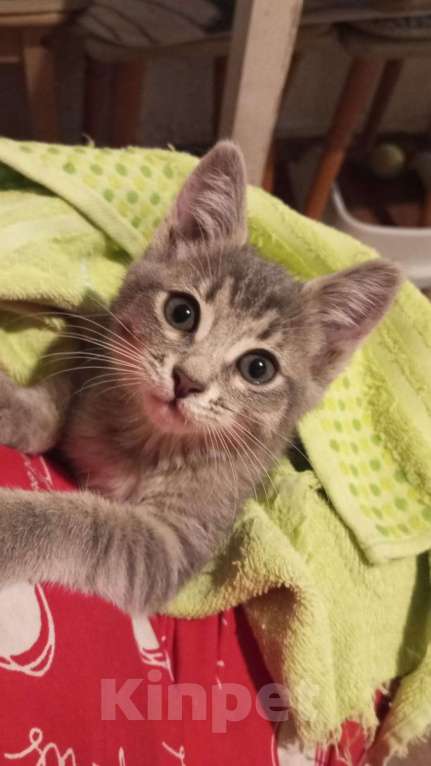 Кошки в Ногинске: Маленький котенок в добрые руки Девочка, Бесплатно - фото 1