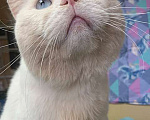 Кошки в Москве: Украшение любого дивана, роскошный ласковый котик Орбит в добрые руки Мальчик, 10 руб. - фото 7