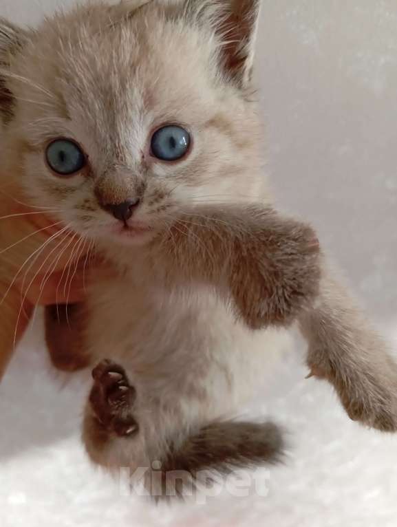 Кошки в Чебоксарах:  Мальчик в добрые руки Мальчик, Бесплатно - фото 3