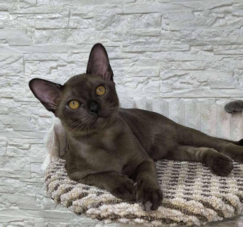 Кошки в Ростове-на-Дону: Котята европейской бурмы с документами Мальчик, 50 000 руб. - фото 2