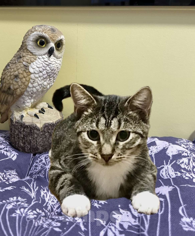 Кошки в Санкт-Петербурге: Котик Тигруля 8 мес, стерилизован Мальчик, Бесплатно - фото 1